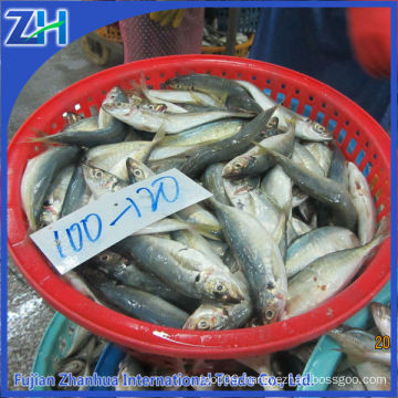 frozen fish horse mackerel price 100-120g round scad